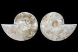 Choffaticeras (Daisy Flower) Ammonite - Madagascar #86775-1
